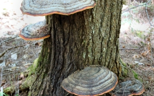 Fungi on tree trunk