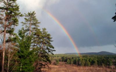 Rainbow over forest